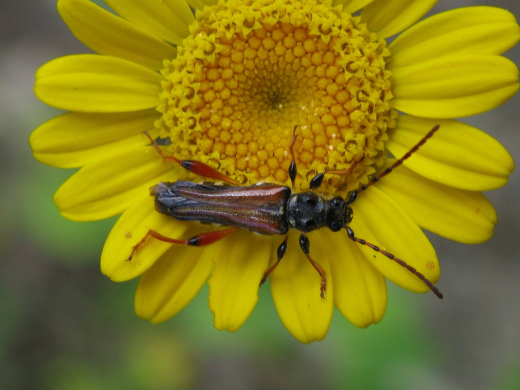 Stenopterus cf. ater - Cerambycidae